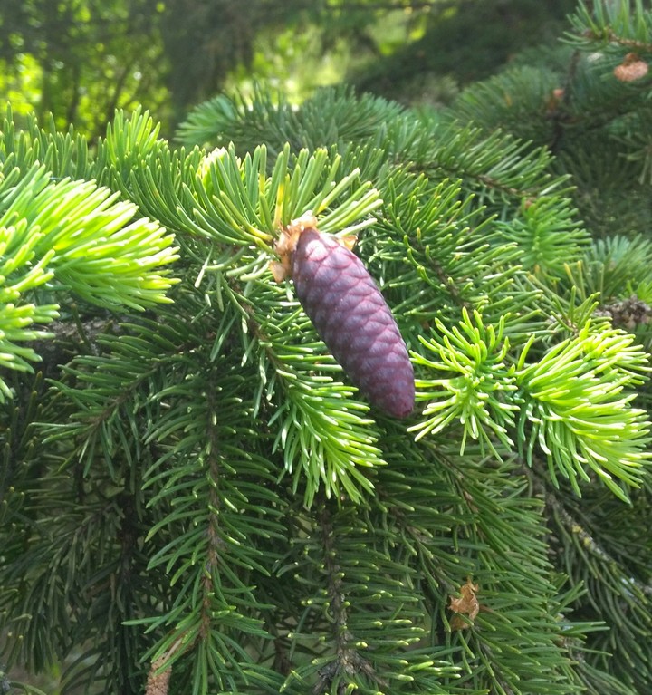 Nature.