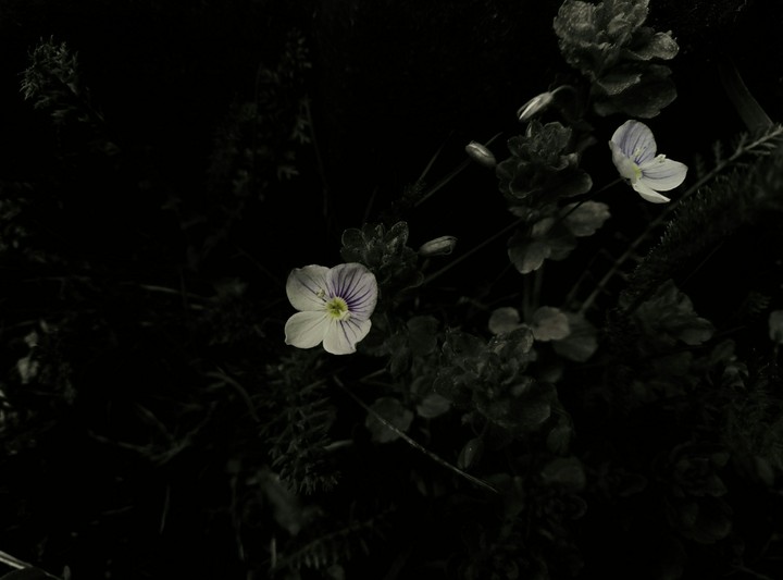 Flower and silence