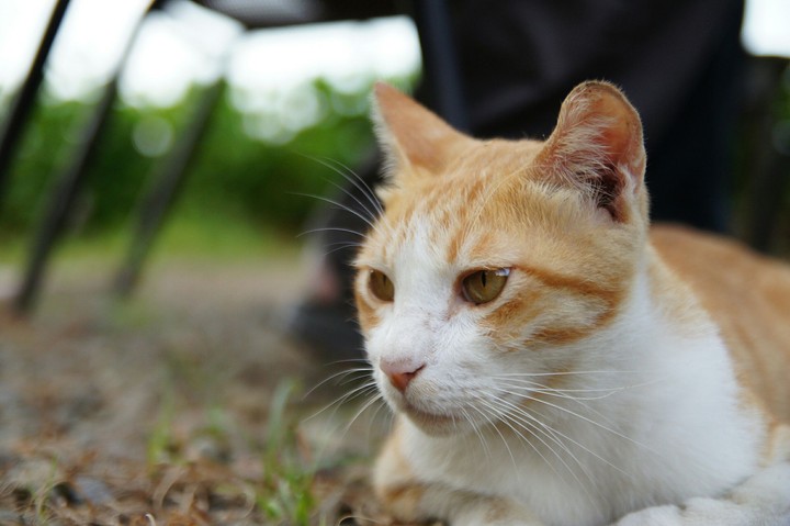 cat