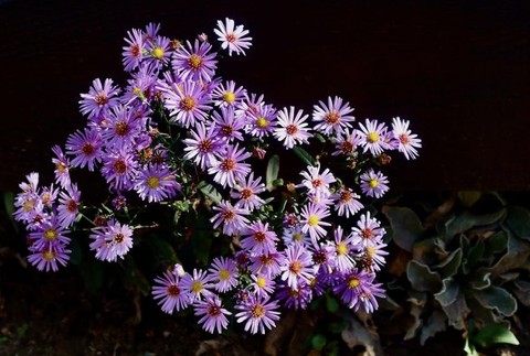 purple, flower Hintergrundbilder