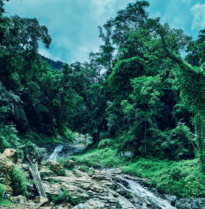 forest