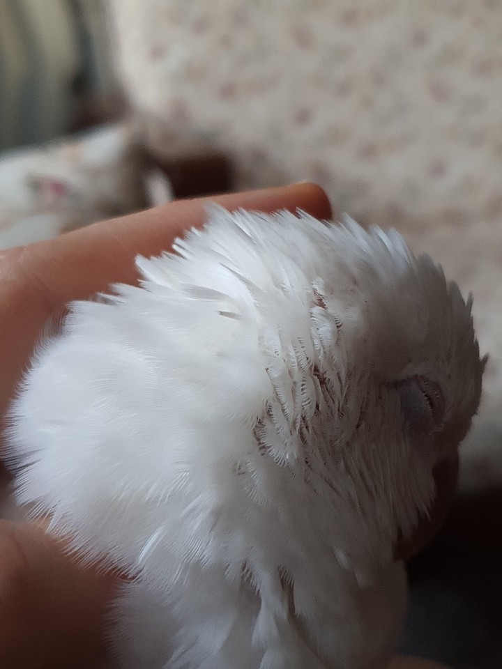 white Quaker parrot