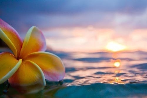sunset flower