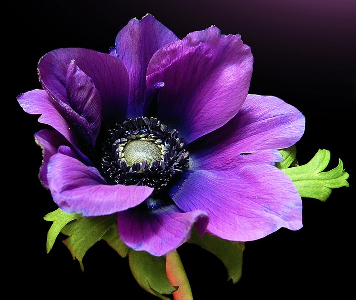 purple anemone ❤️