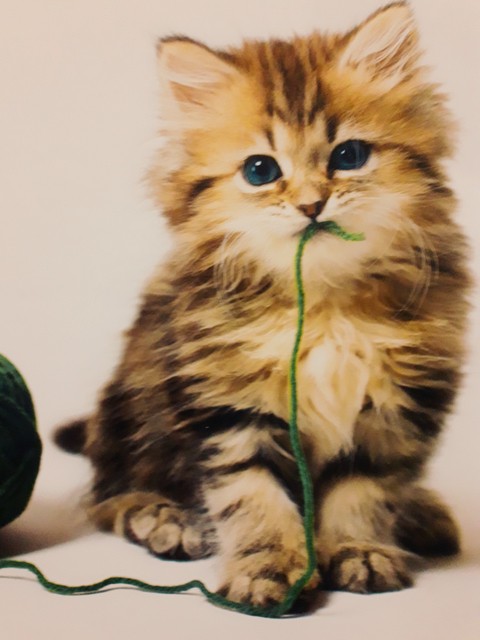 Котеночек