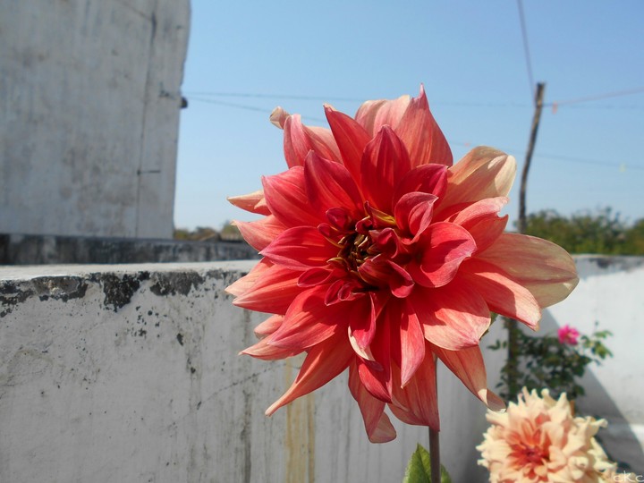 flower