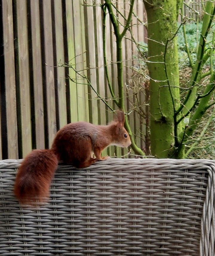 squirrel