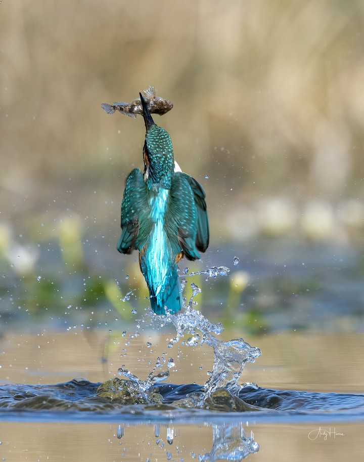 kingfisher