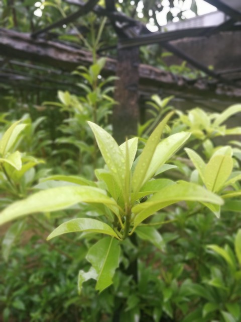 Green Love