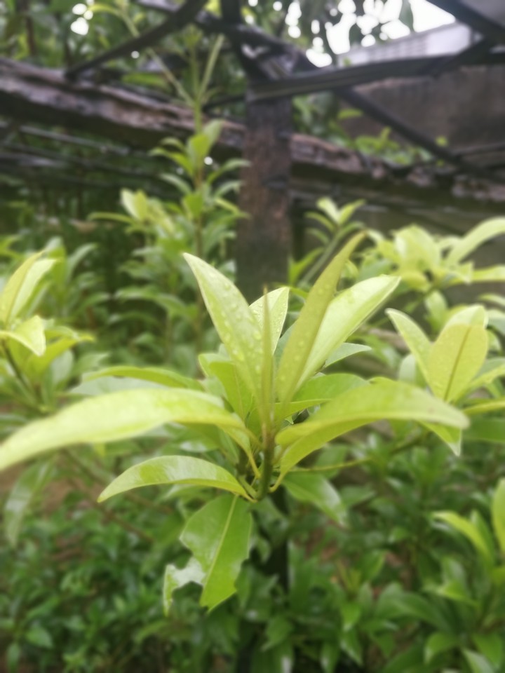 Green Love
