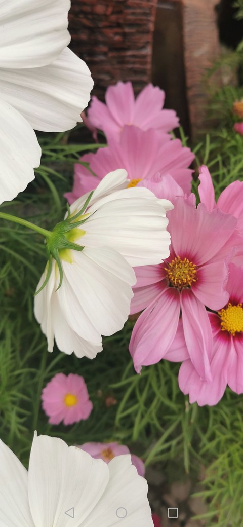 Cosmos Flower