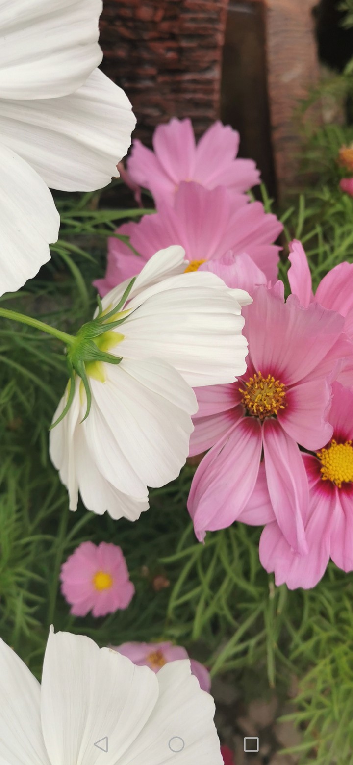 Cosmos Flower