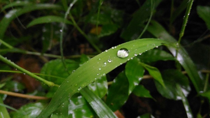 water droplet in Grass