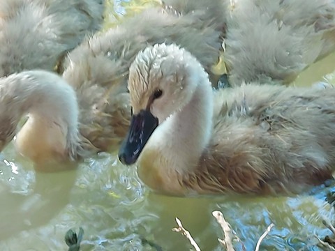 Cygnets
