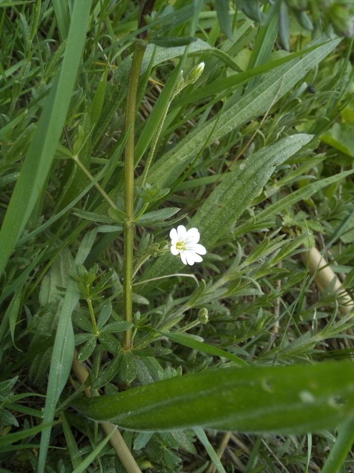 lonely flower