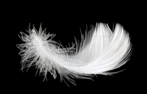 plume