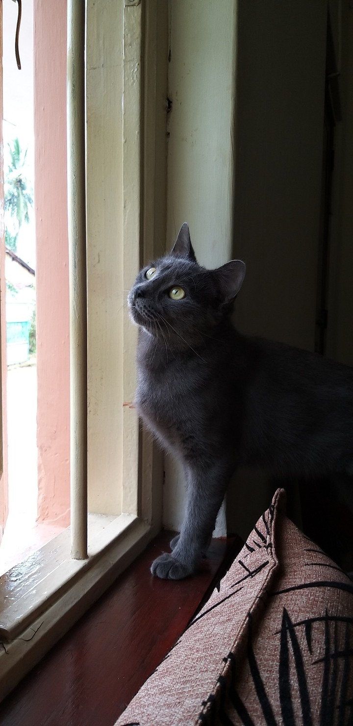 Grey Cat