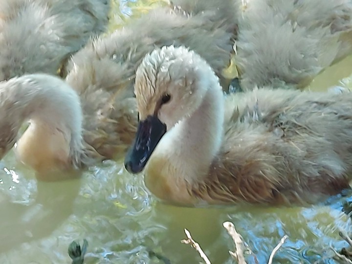Cygnets