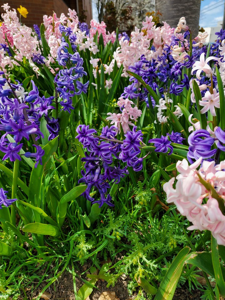 spring flowers