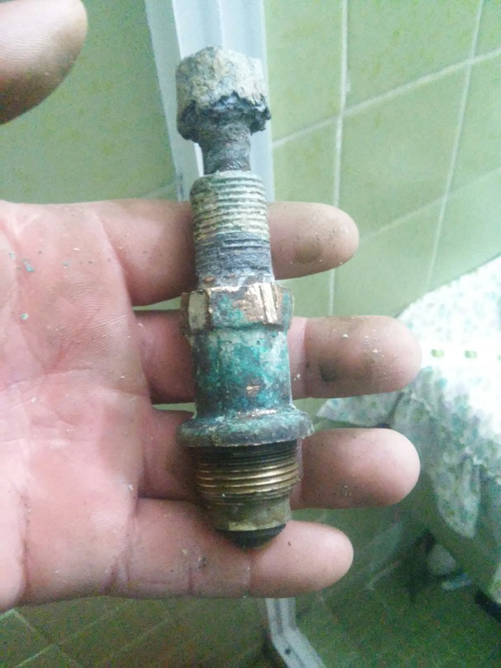 arbol de regadera antiguo