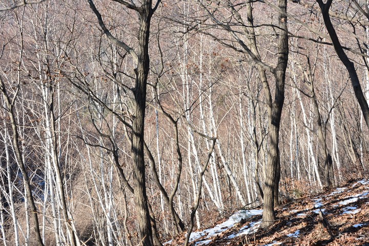 천마산이미지