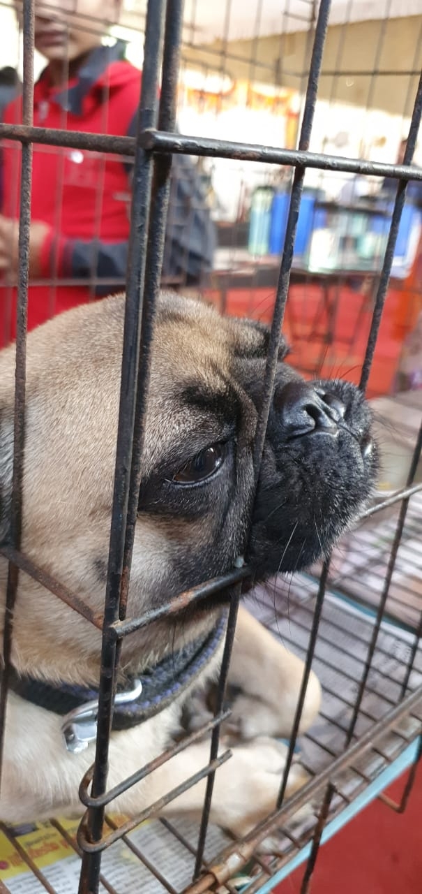 Pug