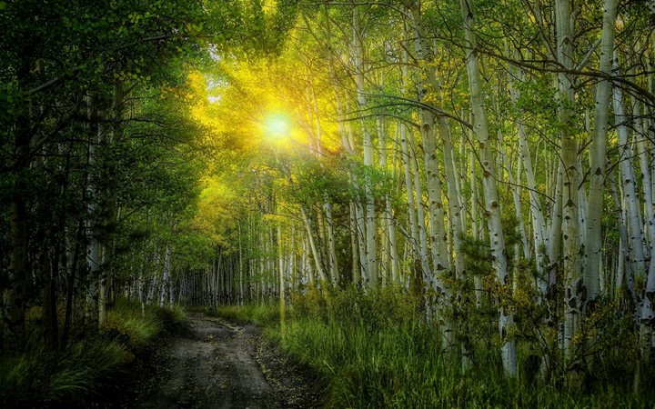 Birch forest in the sun