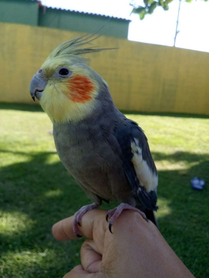 pássaro nick