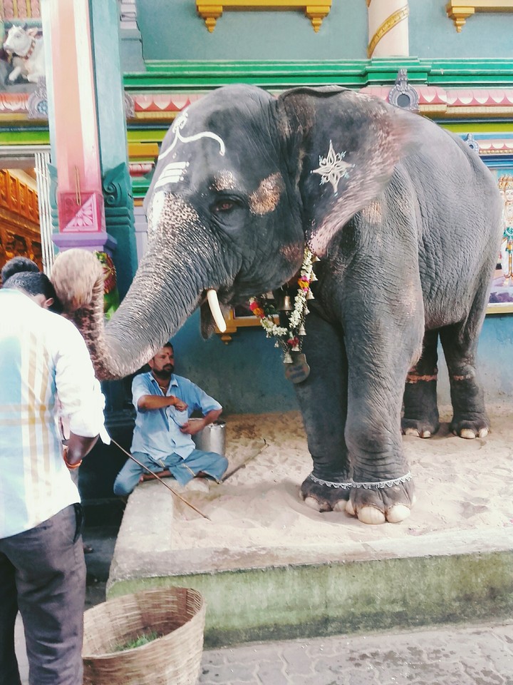 Elephant