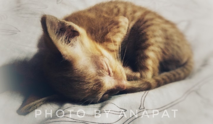 lazy cat