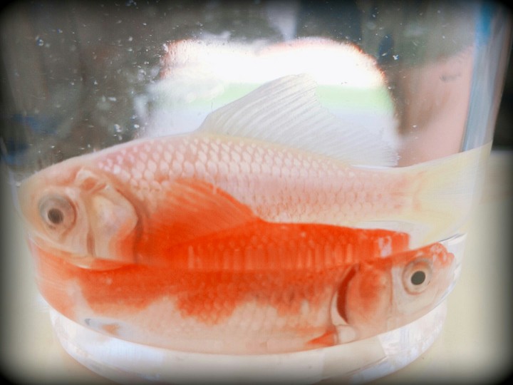 fish