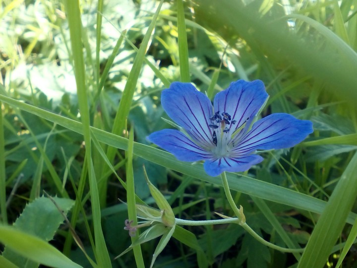 Geranium sp.