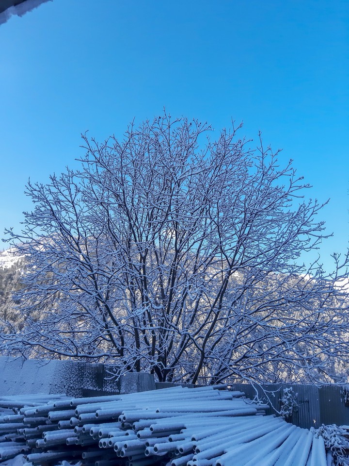 A tree covered with snow.