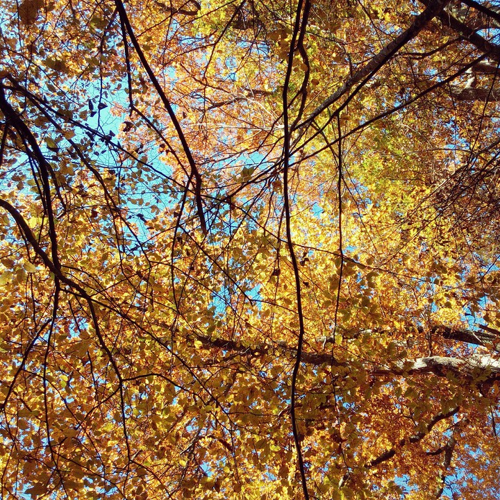 Sky in Fall