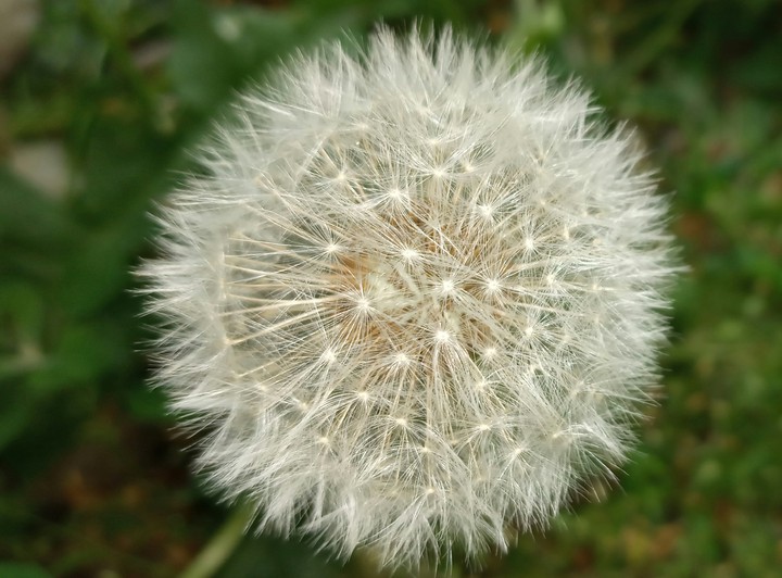 dandelion