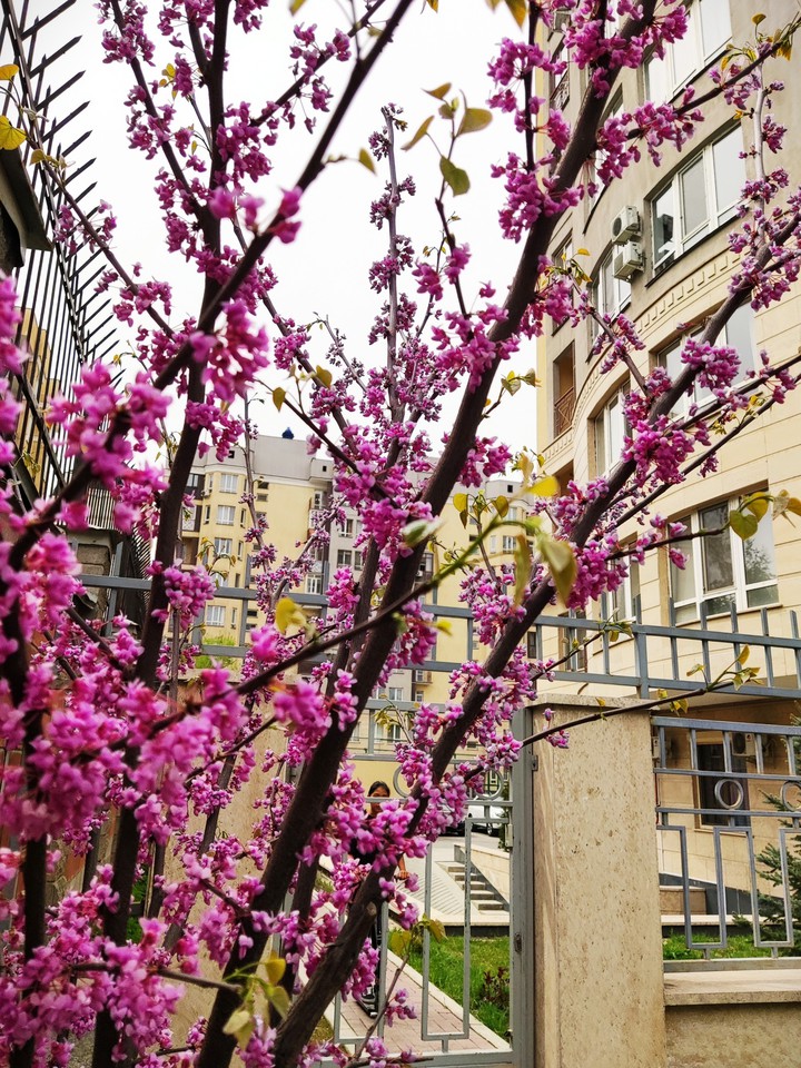 Breath of spring
