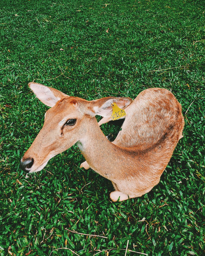 zoo.