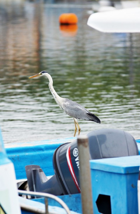 ciconiiformes, bird Hintergrundbilder