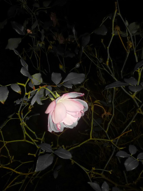 Fine rose