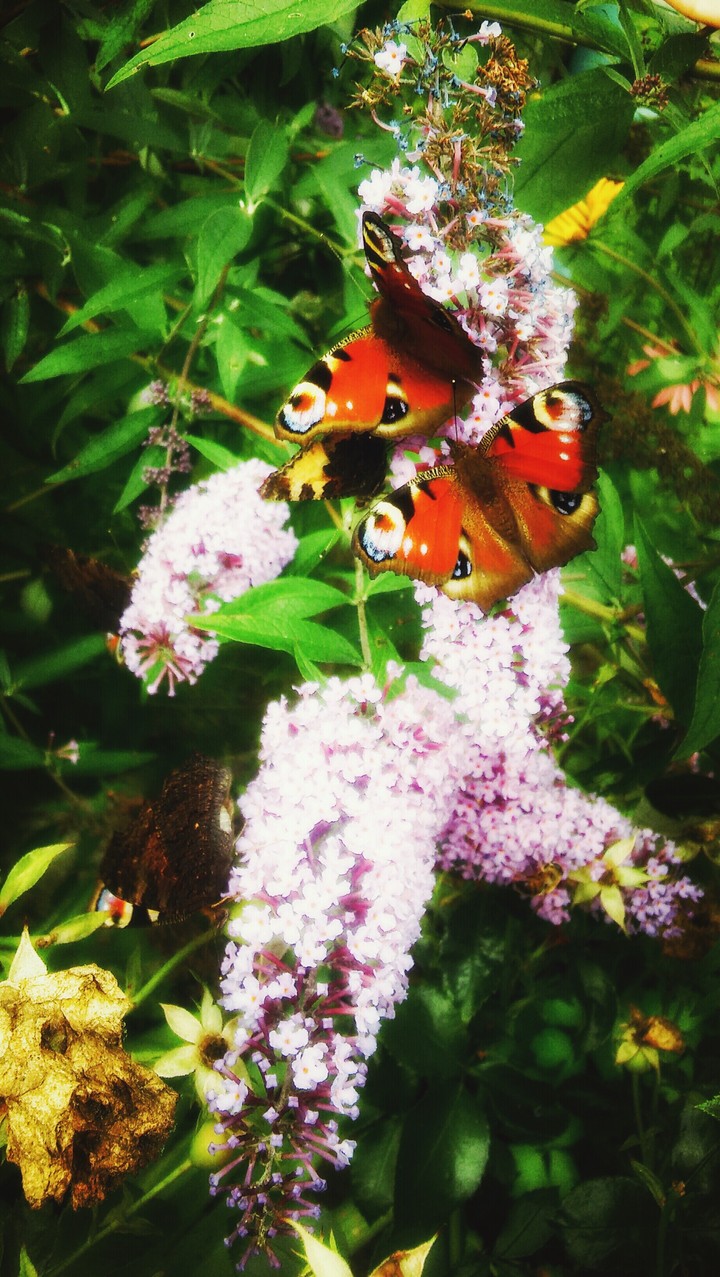 Butterflies' kingdom