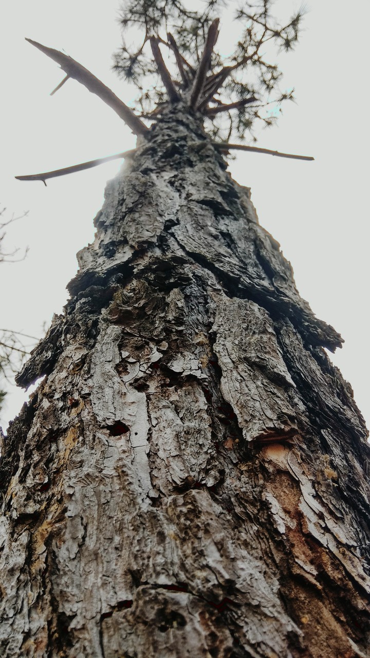 Tree Bark