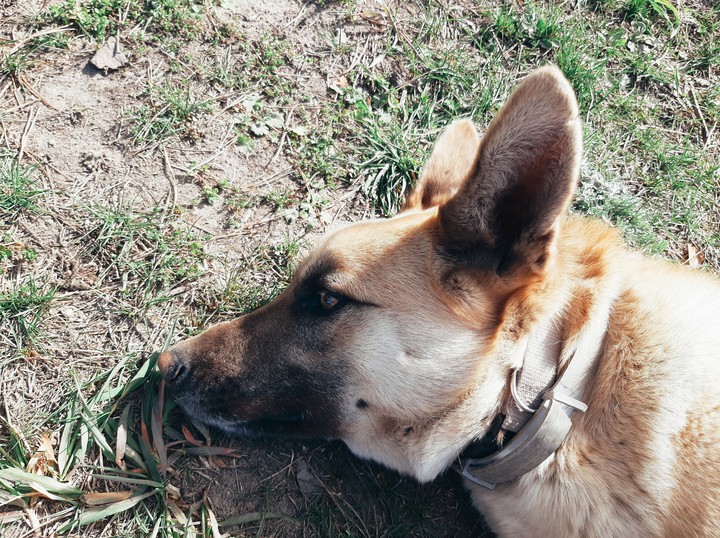 dog
