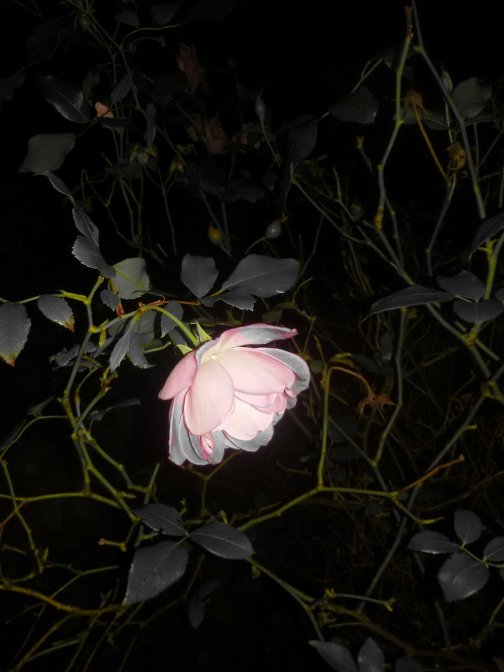 Fine rose