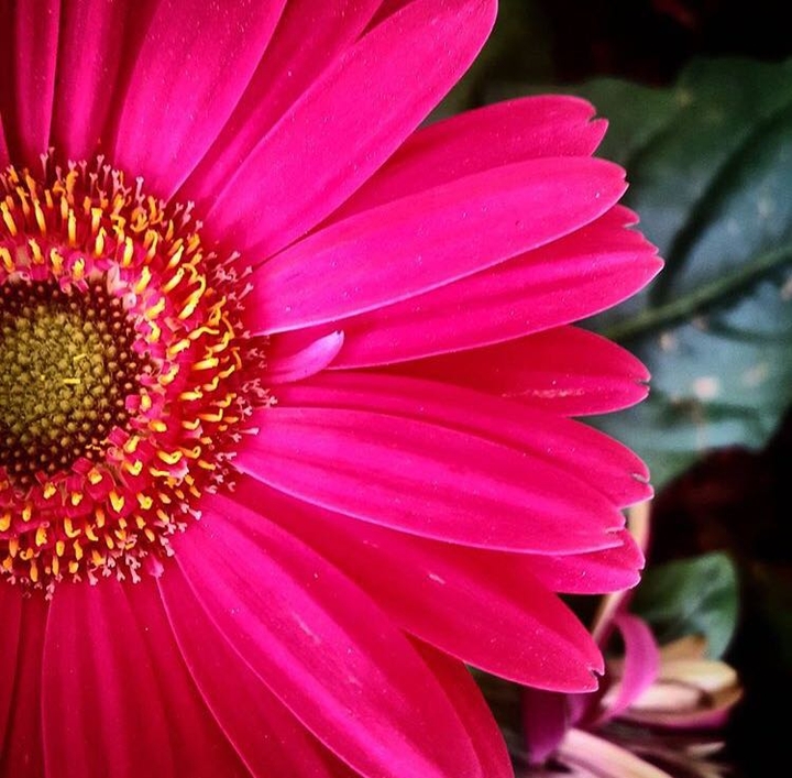 pink flower