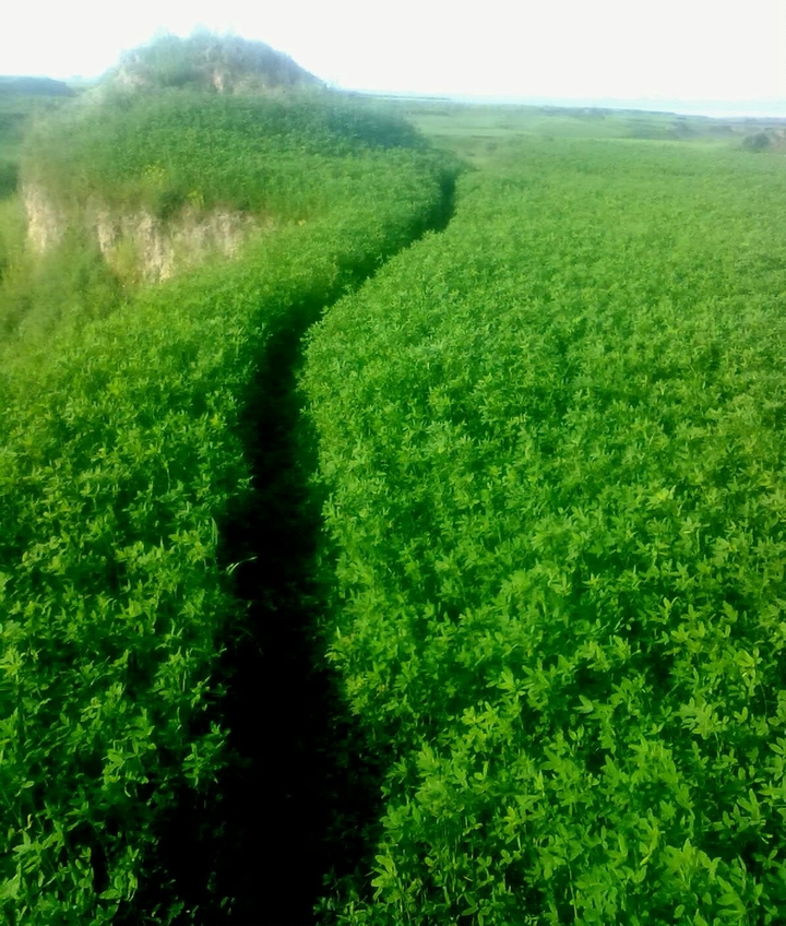 mangla daam