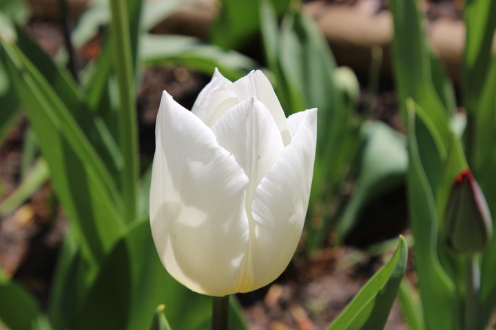 Spring