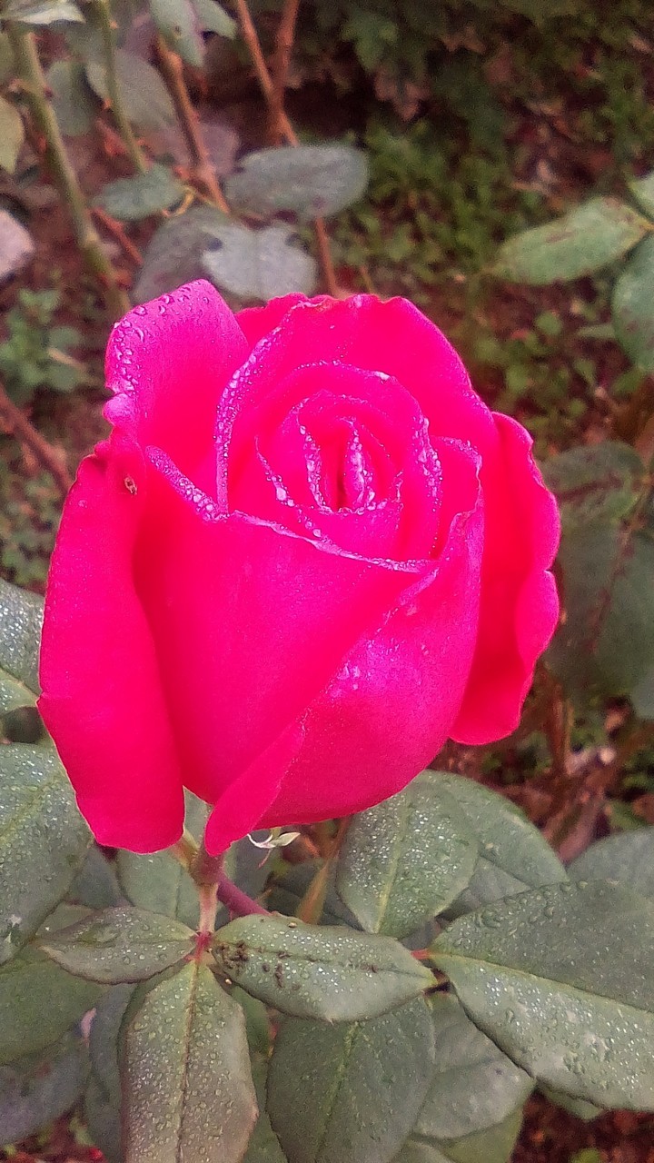 rose