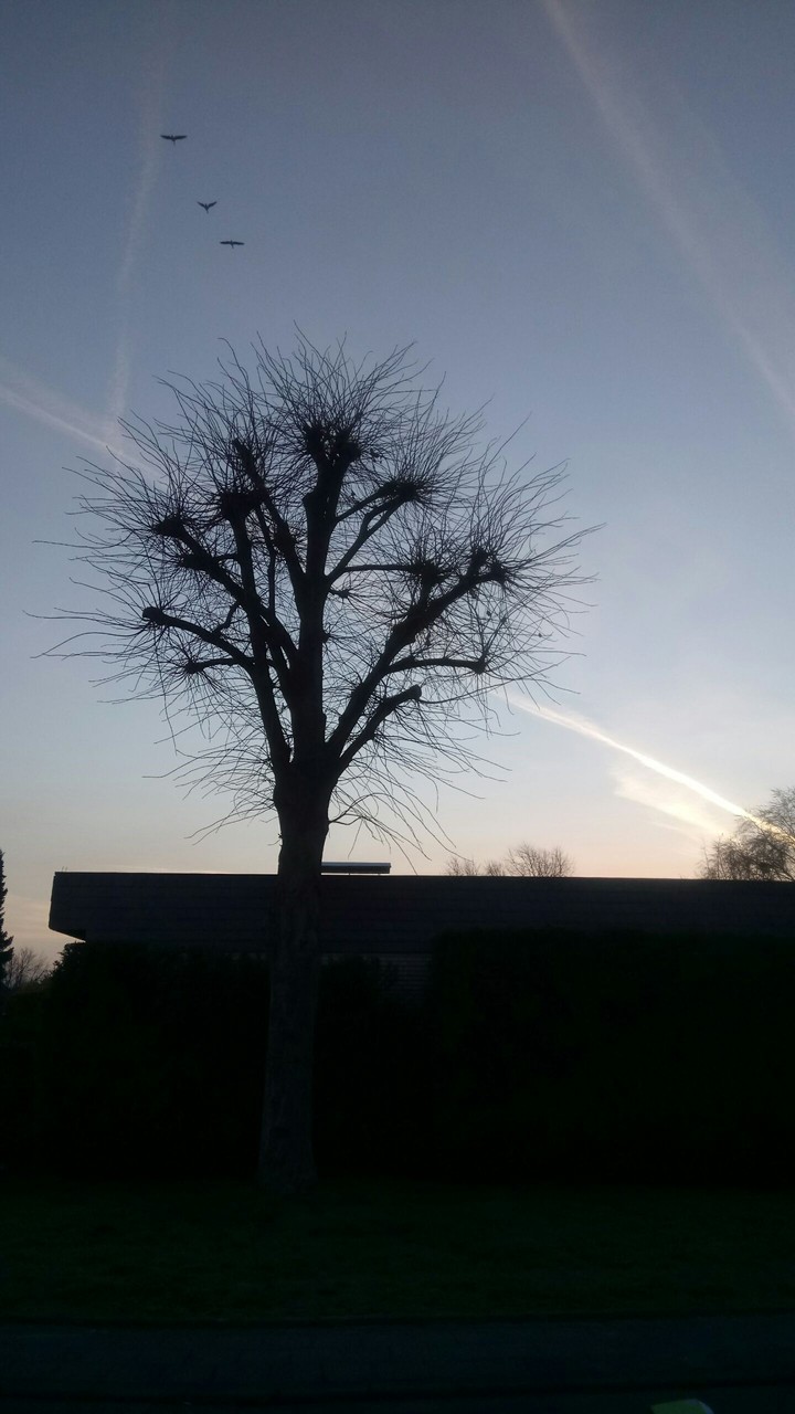 morning tree