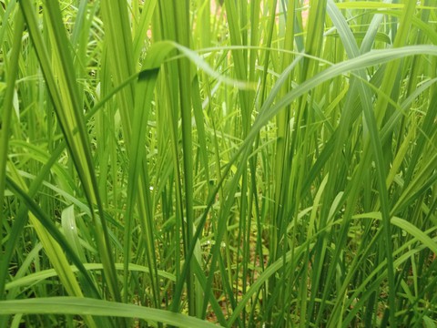 lush green