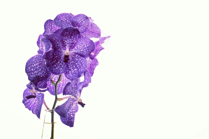 orchids